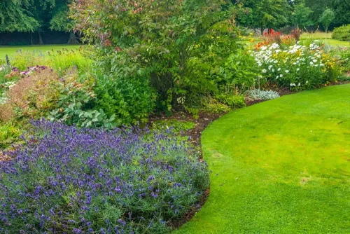 Sinuous flower beds in the garden