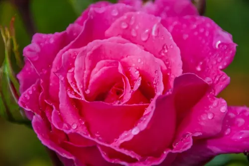 A rose after a sudden shower