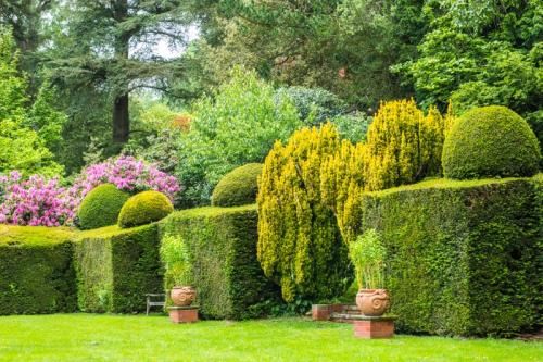 Clipped hedges in the formal gardens