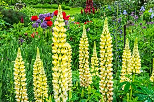 Lush colours in the Kitchen Garden