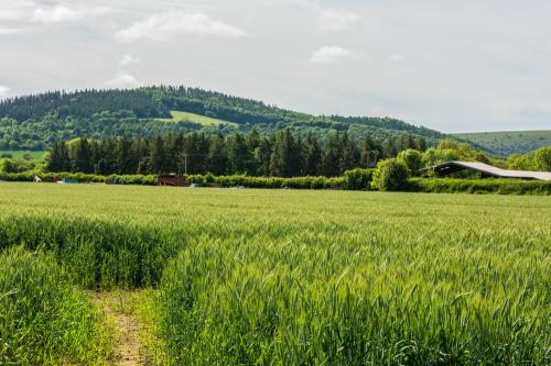 The fort earthworks are just in front of
the trees at the far end of the field