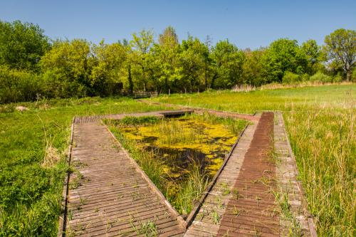 The wildflower meadow boardwalk