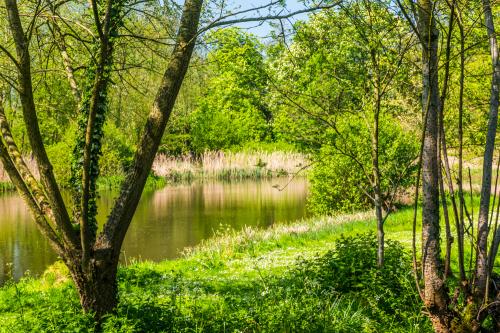 Peering through trees at the moat