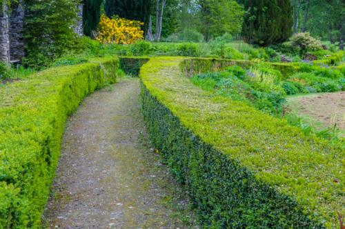A hedge-lined garden walk