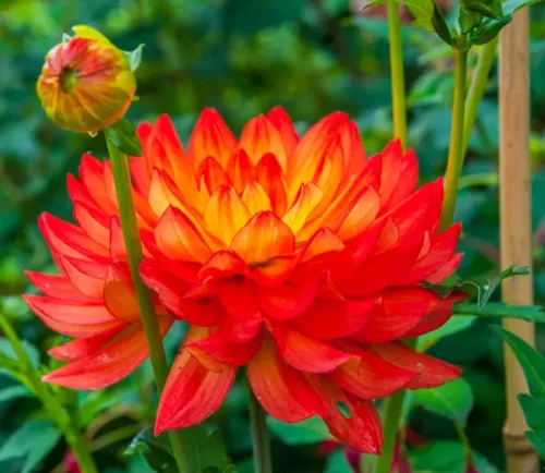 Lush summer colours in the garden