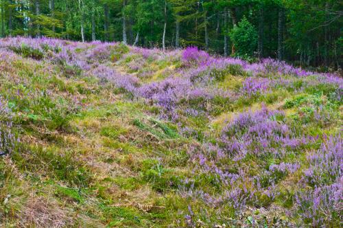 The earthen bank and ditch