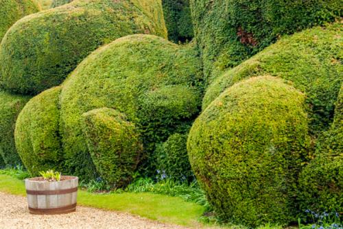 The Elephant Hedge