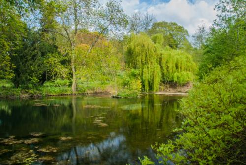 A quiet pool in the woodland garden