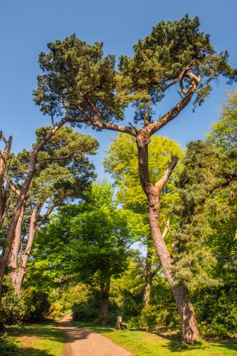 Mature trees in Humphry Repton's woods