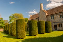 Rear garden topiary