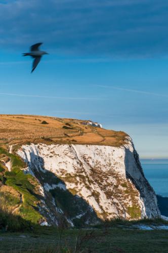 Seagulls over the White Cliffs of Dover