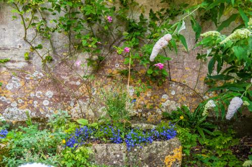 Colourful plants climb the rear wall of the house