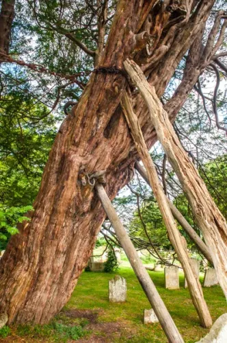 The Wilmington Yew