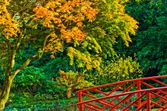 Batsford Arboretum in autumn