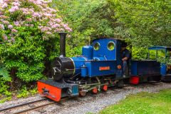 A steam locomotive in Exbury Gardens