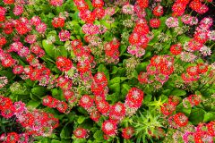 Colourful urze Gardens, New Forest