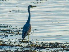 A grey heron at Pirnmill