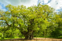 The Major Oak in Sherwood Forest