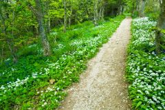 A woodland trail at Torrylin