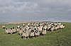 Lancashire sheep grazing