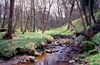 Lancashire woodland stream