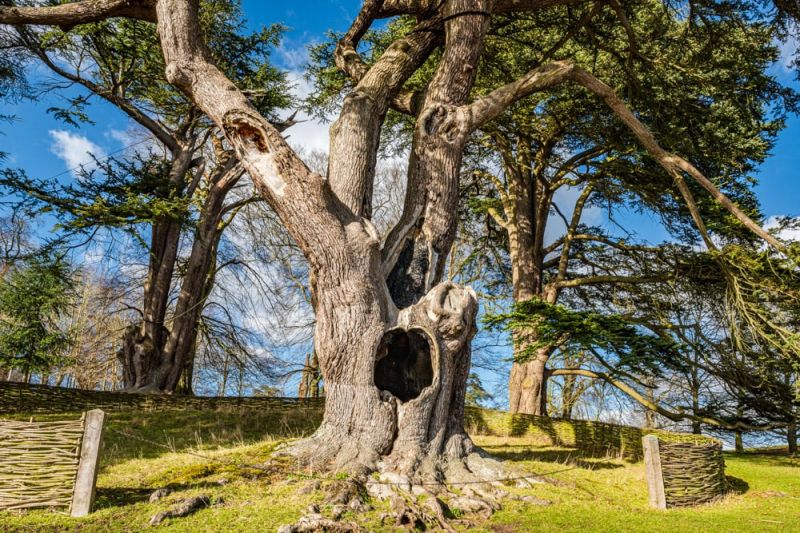 The Harry Potter Tree, Blenheim Palace, Oxfordshire