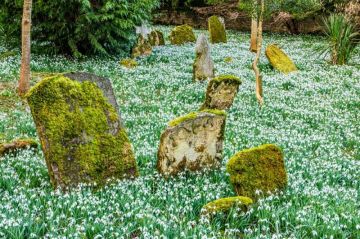 Snowdrops in an English Country Churchyard