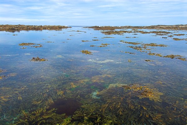 The view north from the midpoint of the causeway. Photo of the Brough of Birsay, Orkney Islands.