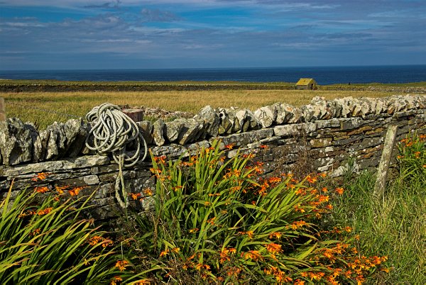 A view over golden grass to a deep blue sea. In the foreground, Crocosmia nestle against a dry stone wall. Photo taken near Birsay, Orkney Mainland, Scotland.