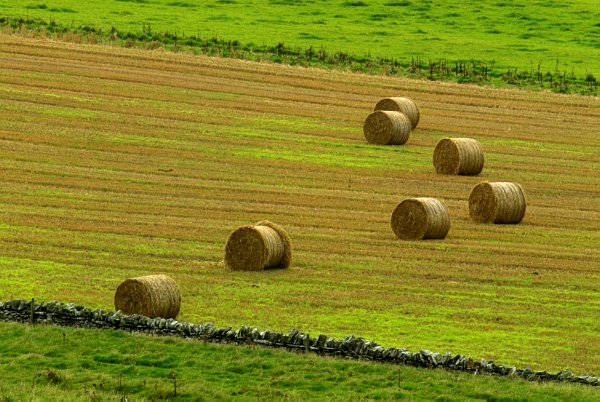 Hay bales scattered in the field. Scenic photo of Rousay, Orkney Islands, Scotland.