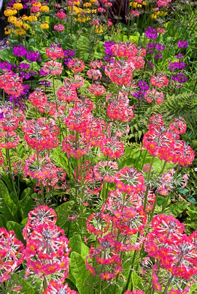 Primulas in the gardens beside the Clan Donald study centre at Armadale Castle. Photo of the Isle of Skye, Scotland.