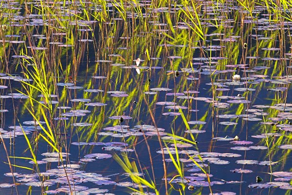 Stock photo of acid-green reeds reflected in Loch Cill Chriosd, near Broadford, on the Isle of Skye, Scotland. Part of the Britain Express Travel and Heritage Picture Library, Scotland collection.