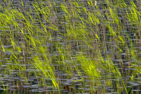 Sunlight gleams on windswept reeds. Stock photo of Loch Cill Chriosd, near Broadford, on the Isle of Skye, Scotland. Part of the Britain Express Travel and Heritage Picture Library, Scotland collection.