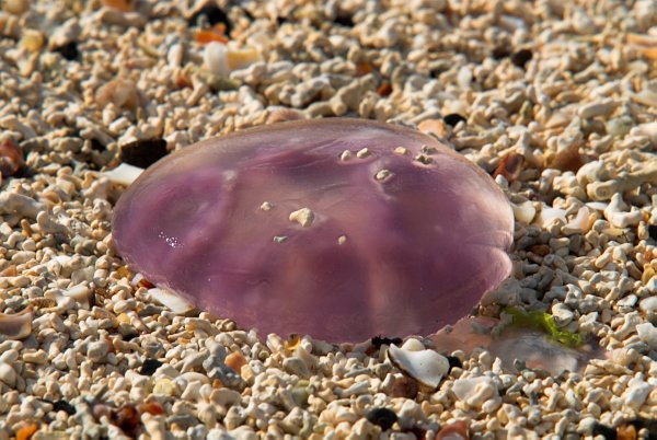 Jellyfish washed up on the Coral Beach. Stock photo of the Coral Beach, near Dunvegan, on the Isle of Skye, Scotland. Part of the Britain Express Travel and Heritage Picture Library, Scotland collection.