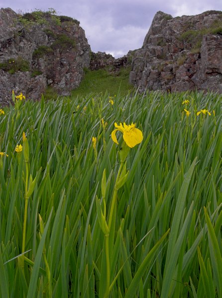 Wild irises on the path to Dunscaith Castle. Stock photo of the Isle of Skye, Scotland. Part of the Britain Express Travel and Heritage Picture Library, Scotland collection.