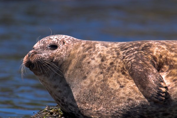 A seals basks in the sunshine on Loch Dunvegan. Stock photo of Dunvegan on the Isle of Skye, Scotland. Part of the Britain Express Travel and Heritage Picture Library, Scotland collection.