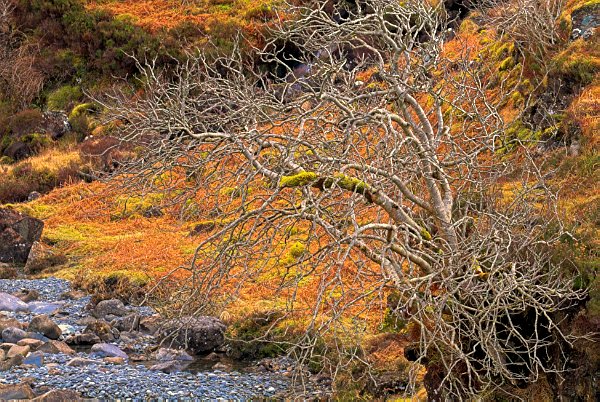 Bracken colours the hillside orange, contrasting with the blue stones in the stream. Stock photo of Glen Brittle on the Isle of Skye, Scotland. Part of the Britain Express Travel and Heritage Picture Library, Scotland collection.
