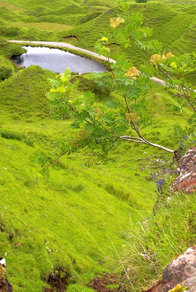 A rowan tree in bloom clings to Castle Ewen. Stock photo of the Fairy Glen on the Isle of Skye, Scotland. Part of the Britain Express Travel and Heritage Picture Library, Scotland collection.