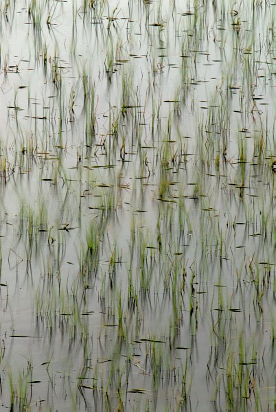 Short reeds reflected in grey water gives a misty, moody feeling. Stock photo of Glen Ord on the Isle of Skye, Scotland. Part of the Britain Express Travel and Heritage Picture Library, Scotland collection.