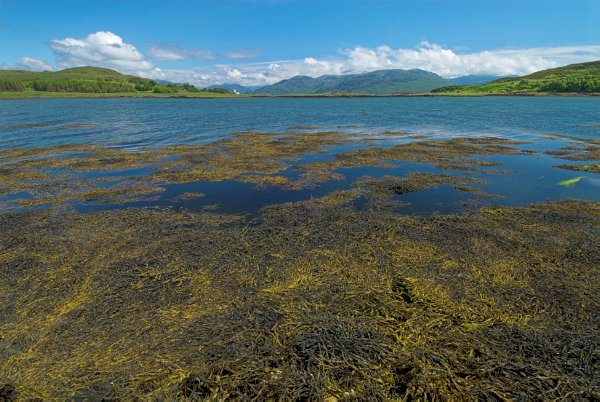 A beautiful sunny morning. Seaweed floats on calm blue water in the harbour at Isleornsay. Stock photo of Isleornsay on the Isle of Skye, Scotland. Part of the Britain Express Travel and Heritage Picture Library, Scotland collection.