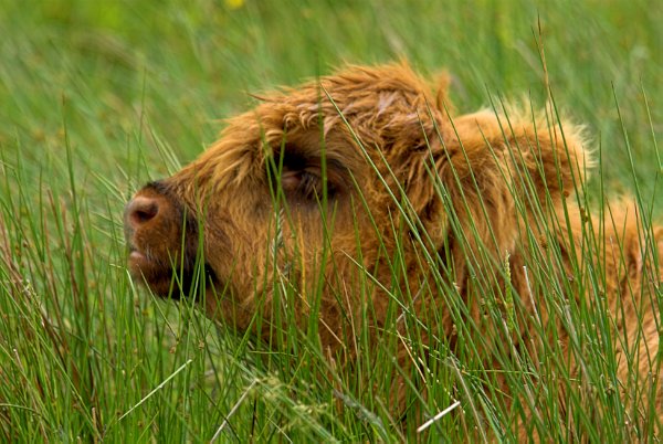 A highland calf rests in the grass near Kilmuir. Stock photo of the Isle of Skye, Scotland. Part of the Britain Express Travel and Heritage Picture Library, Scotland collection.