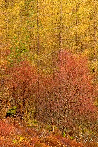 Autumn colours at Kylerhea. Stock photo of Kylerhea on the Isle of Skye, Scotland. Part of the Britain Express Travel and Heritage Picture Library, Scotland collection.
