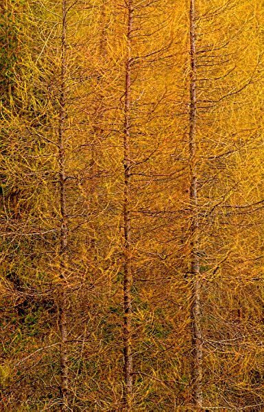 The strong vertical lines of the trees are set off by a monochromatic Autumn yellow. Stock photo of Kylerhea on the Isle of Skye, Scotland. Part of the Britain Express Travel and Heritage Picture Library, Scotland collection.