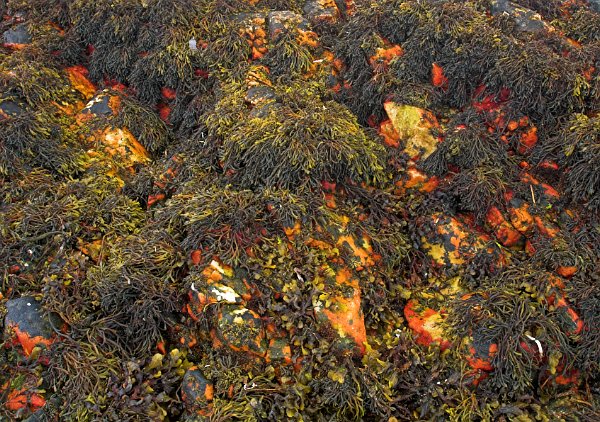 Seaweed on the orange rocks at Ord, on the Sleat peninsula. Stock photo of Ord on the Isle of Skye, Scotland. Part of the Britain Express Travel and Heritage Picture Library, Scotland collection.
