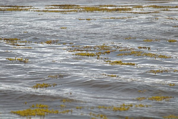 Seaweed floats on the ocean at Ord. Stock photo of Ord on the Isle of Skye, Scotland. Part of the Britain Express Travel and Heritage Picture Library, Scotland collection.