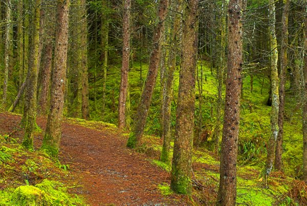 A quiet forest path near Portree. Stock photo of Portree on the Isle of Skye, Scotland. Part of the Britain Express Travel and Heritage Picture Library, Scotland collection.