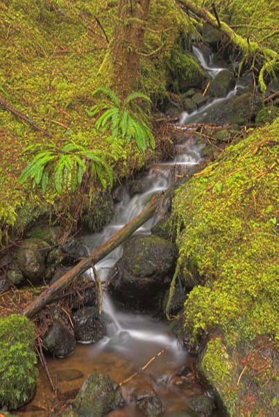 A forest stream falls between mossy, fern-clad banks. Stock photo of Portree on the Isle of Skye, Scotland. Part of the Britain Express Travel and Heritage Picture Library, Scotland collection.