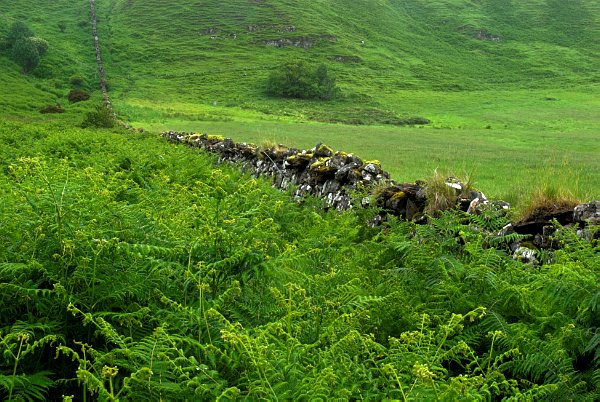 Bracken grows as high as the stone wall in this view of fields near Portree. Stock photo of Portree on the Isle of Skye, Scotland. Part of the Britain Express Travel and Heritage Picture Library, Scotland collection.