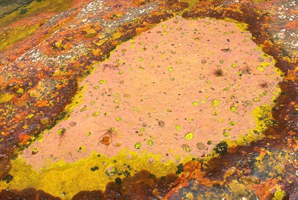 Acidic yellow limpets poke through pink sea algae. Stock photo of Prince Charlie's Cave on the Isle of Skye, Scotland. Part of the Britain Express Travel and Heritage Picture Library, Scotland collection.