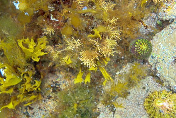 A variety of yellow seaweed fills a tidepool at Suisnish. Stock photo of the coast at Suisnish on the Isle of Skye, Scotland. Part of the Britain Express Travel and Heritage Picture Library, Scotland collection.